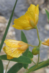 Two-leaved Senna, Cassia roemeriana (9)