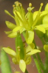 Western Tansymustard, Descurainia pinnata (1)