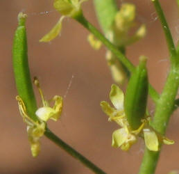 Western Tansymustard, Descurainia pinnata (3)