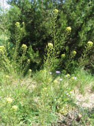 Western Tansymustard, Descurainia pinnata (5)