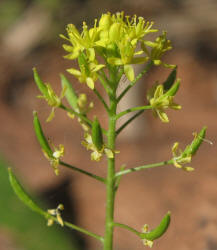 Western Tansymustard, Descurainia pinnata (6)