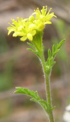 Western Tansymustard, Descurainia pinnata