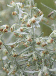 White Sagebrush, Artemisia ludoviciana, A (3)