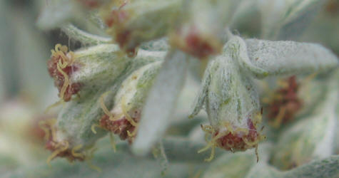 White Sagebrush, Artemisia ludoviciana, A (4)