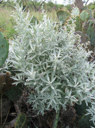 White Sagebrush, Artemisia ludoviciana, A