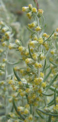 White Sagebrush, Artemisia ludoviciana, B (1)