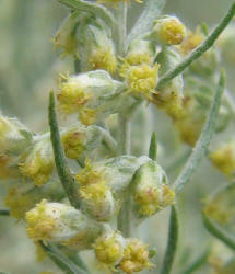 White Sagebrush, Artemisia ludoviciana, B (2)