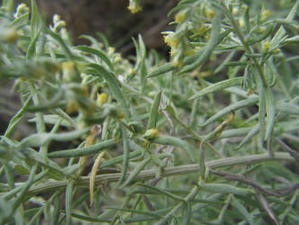 White Sagebrush, Artemisia ludoviciana, B