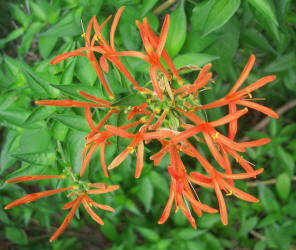 Wright's Desert Honeysuckle, Anisacanthus quadrifidus (1)