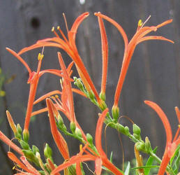 Wright's Desert Honeysuckle, Anisacanthus quadrifidus (2)