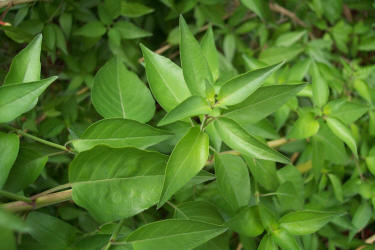 Wright's Desert Honeysuckle, Anisacanthus quadrifidus (3)