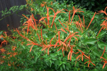 Wright's Desert Honeysuckle, Anisacanthus quadrifidus