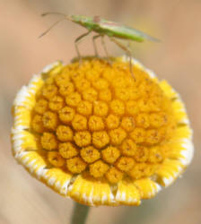 Yellow Daisy, Tetraneuris scaposa (15)
