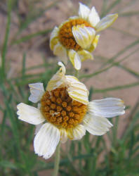 Yellow Daisy, Tetraneuris scaposa (16)