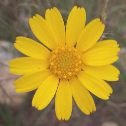 Yellow Daisy, Tetraneuris scaposa (17)