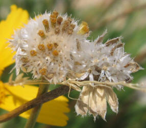 Yellow Daisy, Tetraneuris scaposa (18)