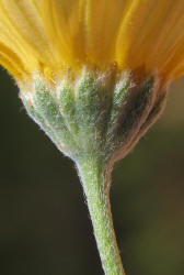 Yellow Daisy, Tetraneuris scaposa (23)