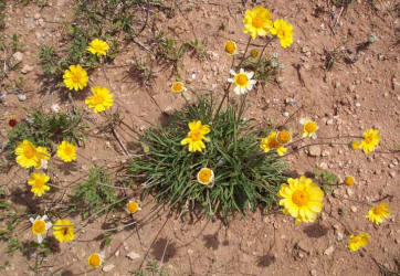 Yellow Daisy, Tetraneuris scaposa (3)