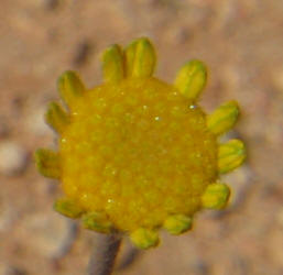 Yellow Daisy, Tetraneuris scaposa (5)