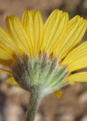 Yellow Daisy, Tetraneuris scaposa (9)