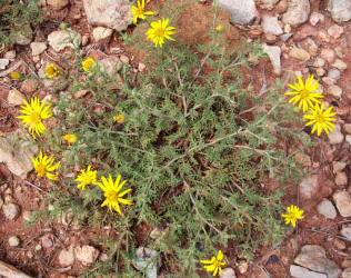 Yellow Spiny Daisy, Machaeranthera pinnatifida (1)