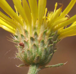 Yellow Spiny Daisy, Machaeranthera pinnatifida (12)