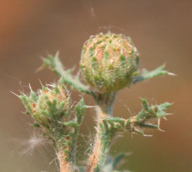 Yellow Spiny Daisy, Machaeranthera pinnatifida (15)