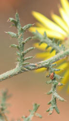 Yellow Spiny Daisy, Machaeranthera pinnatifida (16)