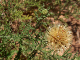 Yellow Spiny Daisy, Machaeranthera pinnatifida (3)