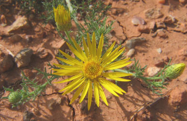 Yellow Spiny Daisy, Machaeranthera pinnatifida (8)