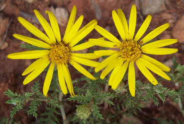 Yellow Spiny Daisy, Machaeranthera pinnatifida