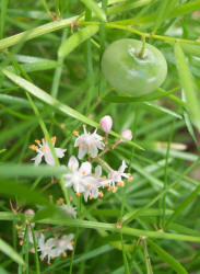 Asparagus Fern, Asparagus densiflorus (1)