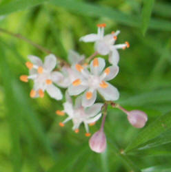 Asparagus Fern, Asparagus densiflorus (2)