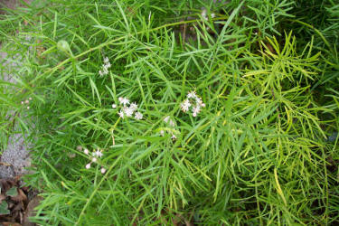 Asparagus Fern, Asparagus densiflorus