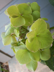 Bigleaf Hydrangea, Hydrangea macrophylla (2)