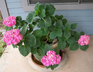 Bigleaf Hydrangea, Hydrangea macrophylla