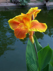 Canna, Canna X generalis, orange yellow