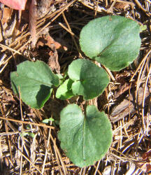 Carolina Violet, Viola villosa, VZ