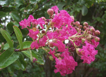 Crape-Myrtle, Lagerstroemia indica