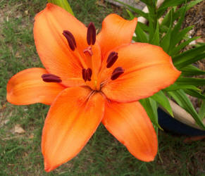 Fire Lily, Lilium bulbiferum