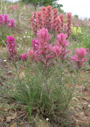 Indian Paintbrush - pink + coral + yellow