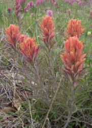 Indian Paintbrush coral + pink