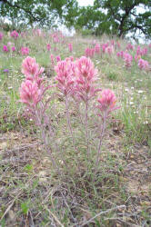 Indian Paintbrush, pink