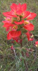 Indian Paintbrush, scarlet