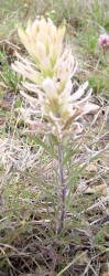 Indian Paintbrush, white