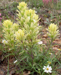 Indian Paintbrush, yellow