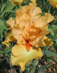 Iris, MM, gold