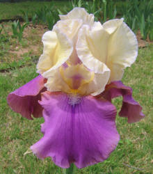 Iris, MM, magenta yellow (1)
