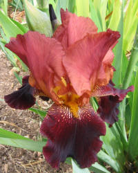 Iris, MM, maroon