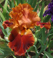 Iris, MM, orange red